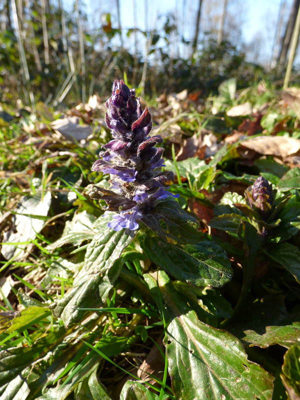 Ajuga pyramidalis
